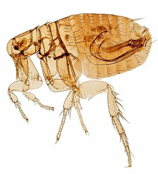 vlooien bestrijden.jpg