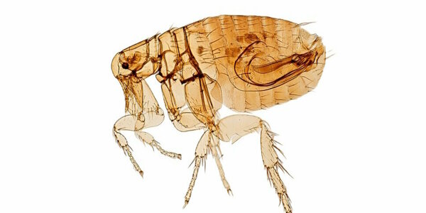 vlooien bestrijden.jpg