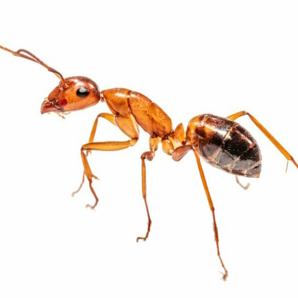 mieren bestrijden.jpg