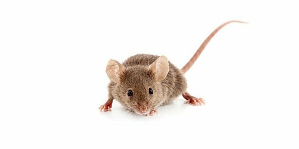 muis.jpg