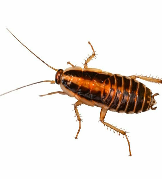 kakkerlakken bestrijden.jpg