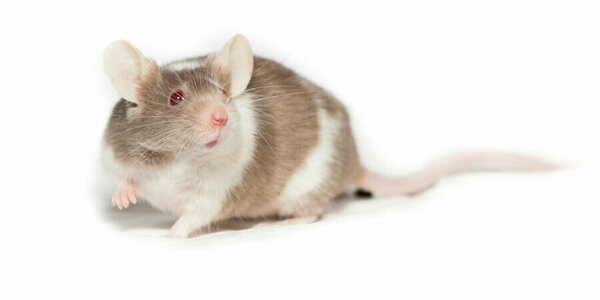 rat.jpg