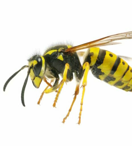 wespen bestrijden.jpg