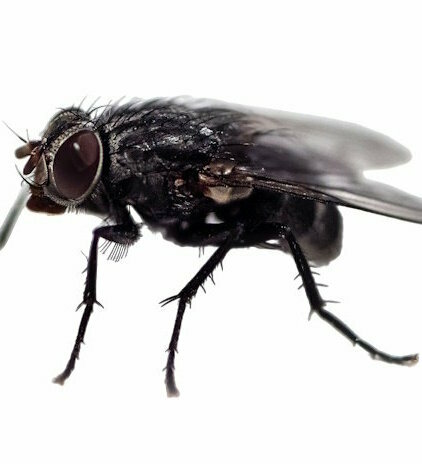 vliegen bestrijden.jpg