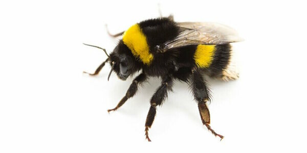 hommel.jpg