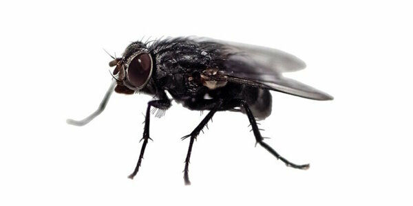 vliegen bestrijden.jpg