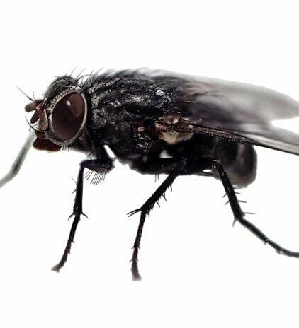 vliegen bestrijden.jpg