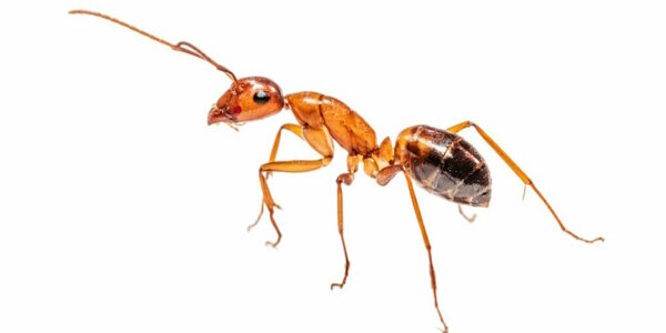 mieren bestrijden.jpg