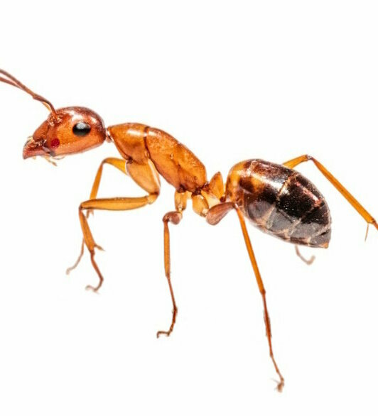 mieren bestrijden.jpg