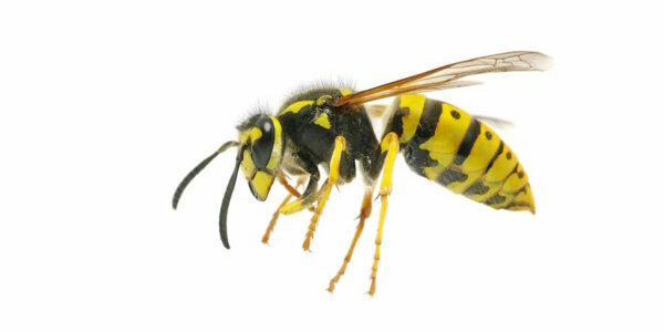 wespen bestrijden.jpg